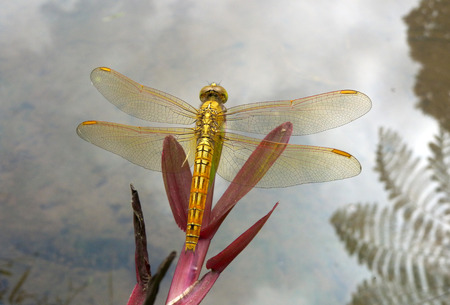Dragonfly was floating on leaves above the pool