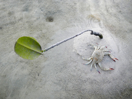 Crab on beach with mangroveの写真素材