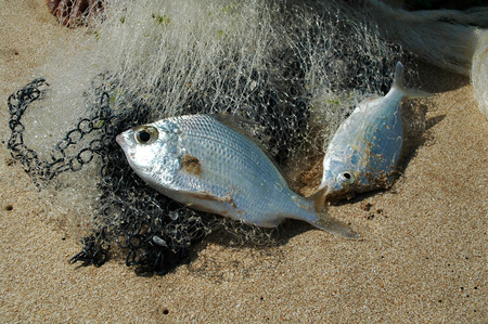 Fish and crab in a fishing nets
