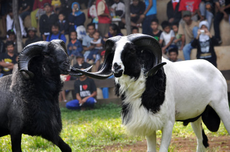 Traditional sheep fighting competition in Garut, West Java, Indonesiaのeditorial素材