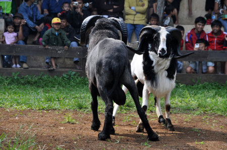 Traditional sheep fighting competition in Garut, West Java, Indonesiaのeditorial素材