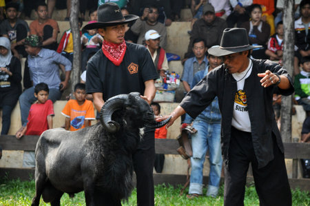 Traditional sheep fighting competition in Garut, West Java, Indonesiaのeditorial素材