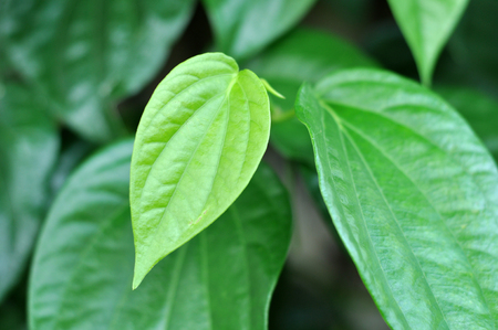 Piper Betel Leaf in Gardenの写真素材
