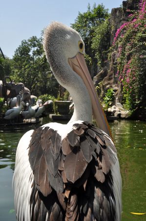 Pelicans on the edge of the lakeの写真素材