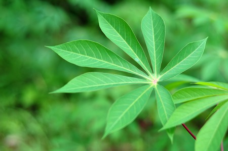 Cassava Leaves