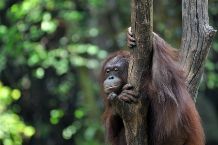 Orangutan in wildlileの写真素材