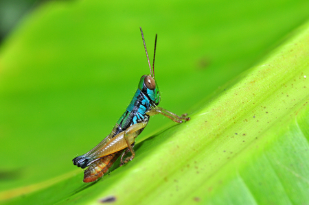 Colorful Grasshopper from Java Island - Indonesiaの写真素材