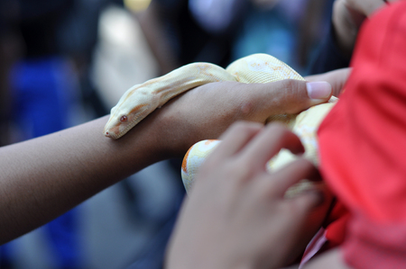 Albino Phyton Snake on handの写真素材