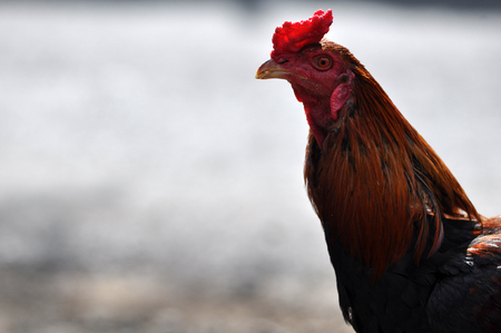 Rooster Image Stockの写真素材