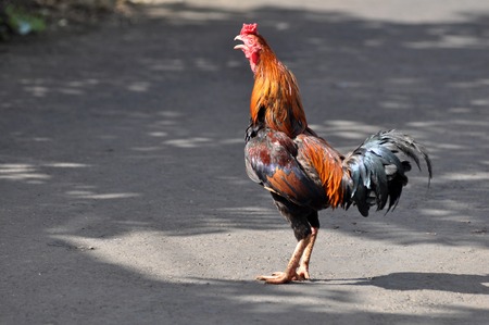 Rooster Image Stock