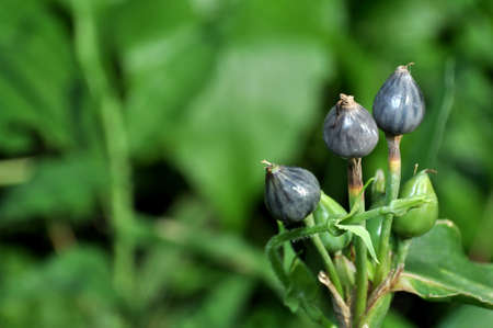 The young squash bug anasa tristis on little green leafの写真素材