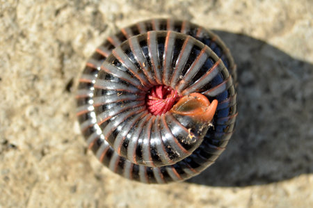 Millipedes are curled up outdoorsの写真素材