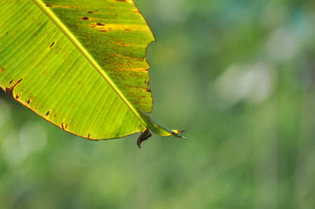 Banana Leaf on Green Bokeh Backgroundの写真素材