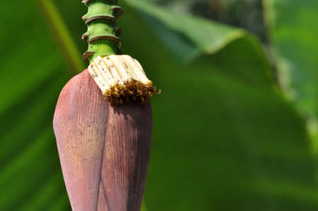 Banana blossom nature outdoor blur backgroundの写真素材