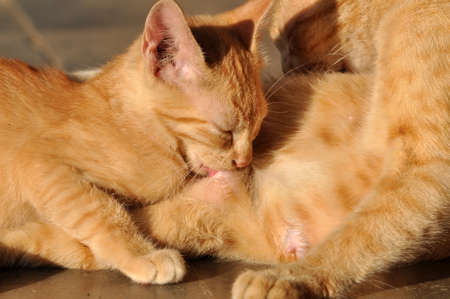 The yellow mother cat is breastfeeding her kittenの写真素材