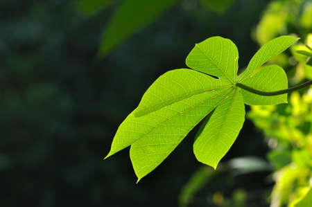Close up of cassava leaves with bokeh backgroundの写真素材