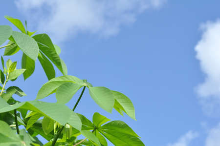 Close up of cassava leaves with blue sky backgroundの写真素材