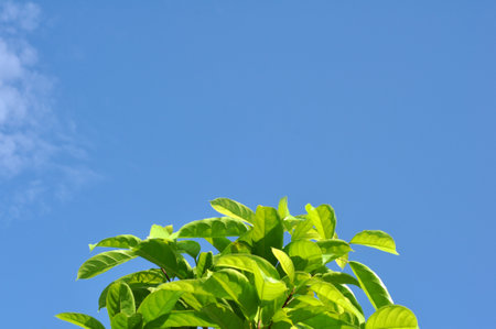 Nature green leaves and blue sky background