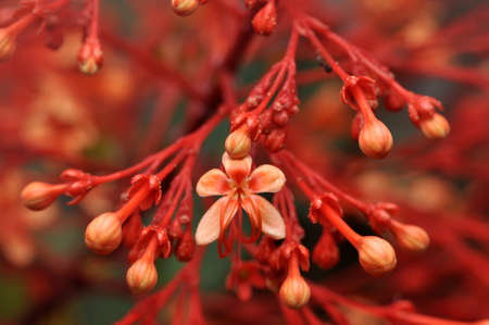 Close up Clerodendrum paniculatum flower red color nature outdoorの写真素材