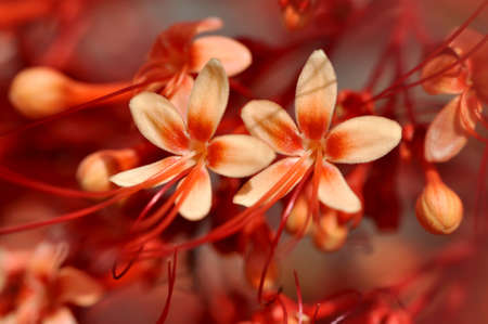 Close up Clerodendrum paniculatum flower red color nature outdoorの写真素材