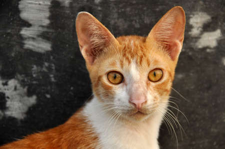 Stray cat is in the city park waiting for someone to give food