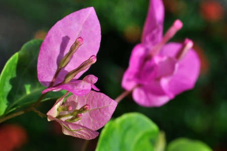 Bougainvillea spectabilis also known as great bougainvillea is a species of flowering plant. It is native to Brazil, Bolivia, Peru, and Argentina's Chubut Province.の写真素材