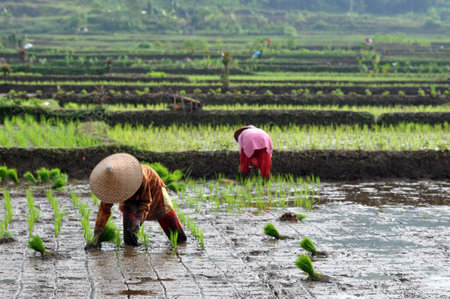 Ciamis, Indonesia - April 14, 2019 : Indonesian female farmer planting rice in a rice field, Ciamis, West Java - Indonesiaのeditorial素材