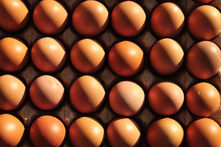 fresh eggs on paper tray morning sun light