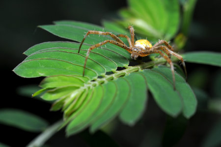 Spider wakling in the green leaves selective focus
