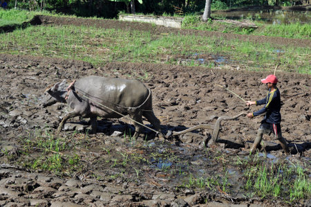 Ciamis, Indonesia - March 28, 2019 : Indonesian farmers plowing the fields using buffaloes, Ciamis,...