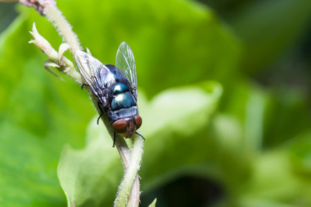 Lucilia sericataor green bottle fly is one type of insect that naturally acts as a detrivor