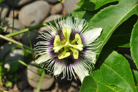 Passion fruit tree flower close-up selective focusの写真素材