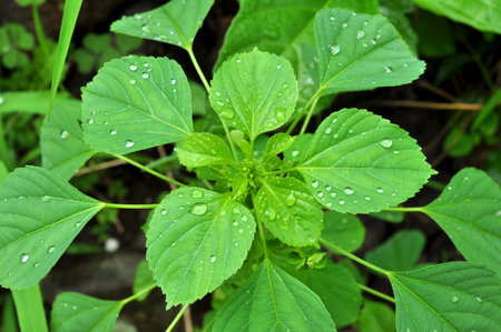 Close-up raindrops on leaves selective focusの写真素材