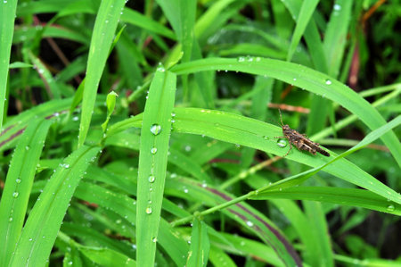 Close-up raindrops on leaves selective focusの写真素材