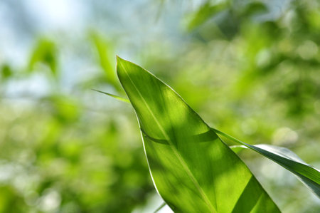 Selective focus green leaves blur backgroundの写真素材
