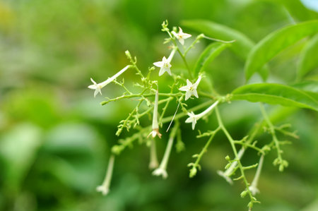 Arum dalu or Cestrum nocturnum night blooming jasmine flower close-upの写真素材