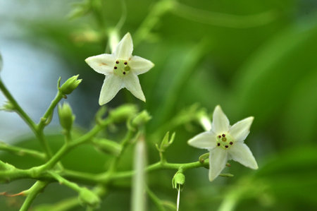 Arum dalu or Cestrum nocturnum night blooming jasmine flower close-up