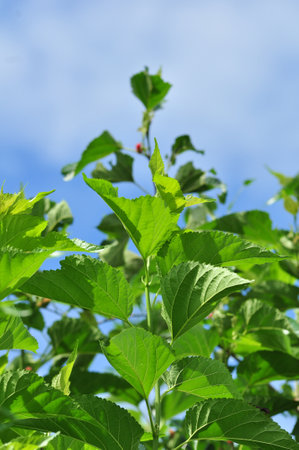 Green mulberry leaves blue sky backgroundの写真素材
