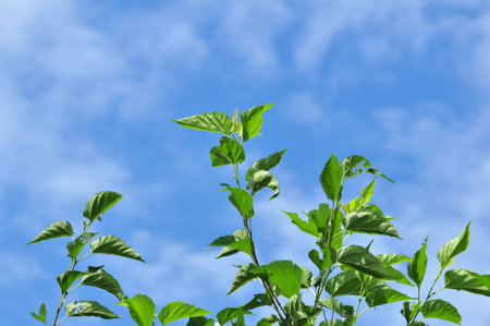 Green mulberry leaves blue sky backgroundの写真素材