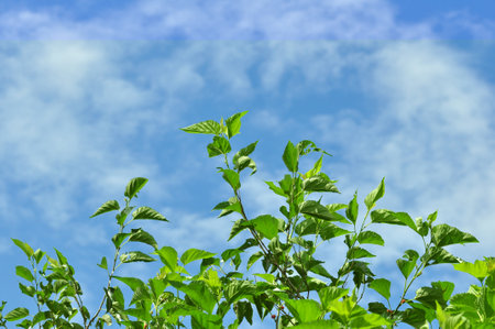 Green mulberry leaves blue sky backgroundの写真素材