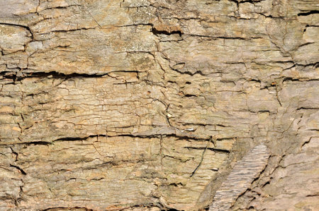 Texture of bark and wood background and patternの写真素材