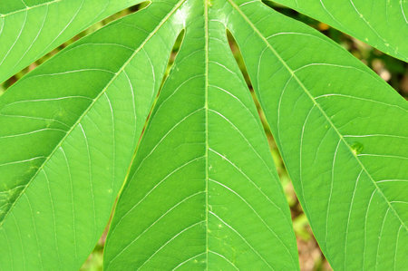 Green cassava leaves texture pattern backgroundの写真素材