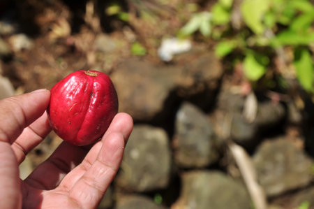 Phaleria macrocarpa fruit or mahkota dewa comes from Papua, Indonesiaの写真素材