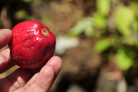 Phaleria macrocarpa fruit comes from Papua, Indonesiaの写真素材