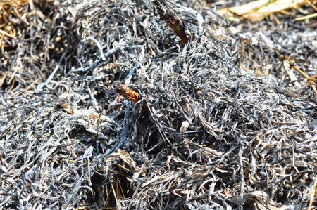 Burned Paper Ashes and Twigsの写真素材