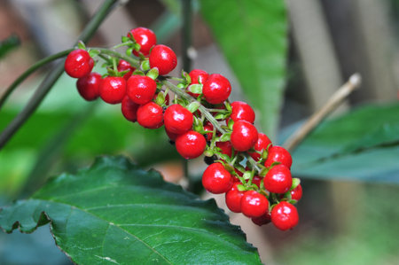 Fresh Red Wild Berries on Green Leaves â Close-Up Nature Macro Photographyの写真素材