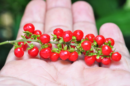 Fresh Red Wild Berries on a Hand â Close-Up Nature Macro Photographyの写真素材