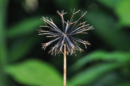 Close-Up of Dried Wild Flower Seed Head â Nature Macro Photographyの写真素材