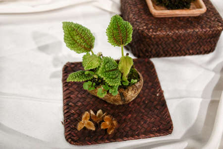 plant that can not be identified, photographed in the manga room of Barcelona.の写真素材