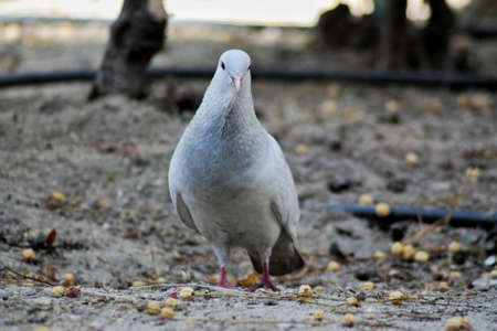 Dove photographed in Madrid.の写真素材
